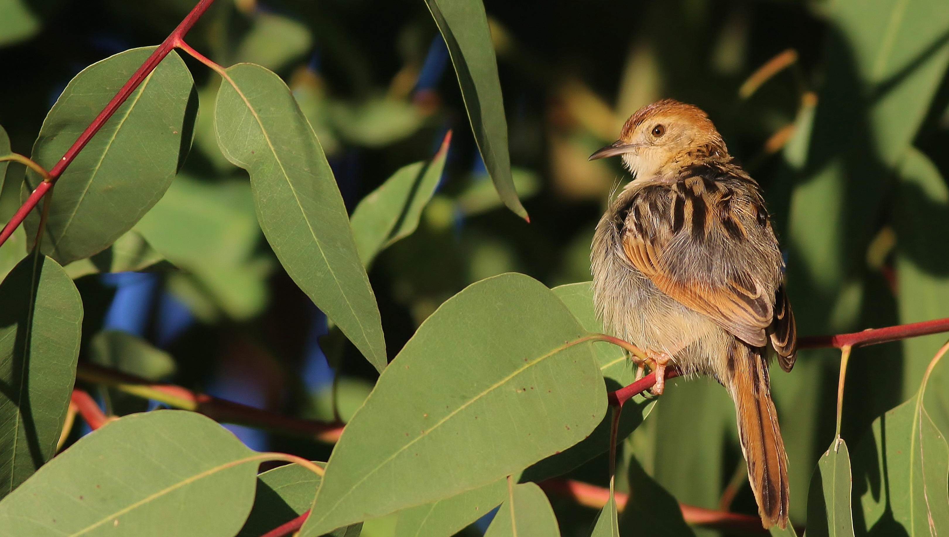 Ethiopian Cisticola